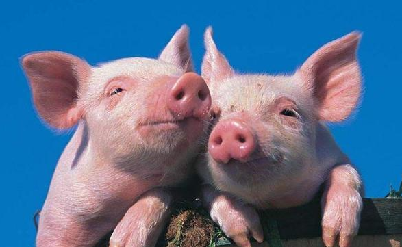 听说，养猪能致富！宁夏有个占地58W㎡的养殖场，总投资约2.7亿