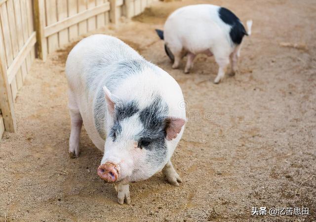 农村养猪一年赚了100万，一年不敢吃猪肉，还得罪亲朋好友