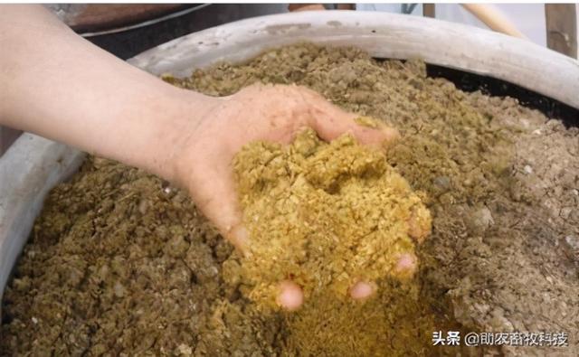 发酵菌糠做猪饲料的操作技术，还可以饲喂鸡鸭鹅牛羊等