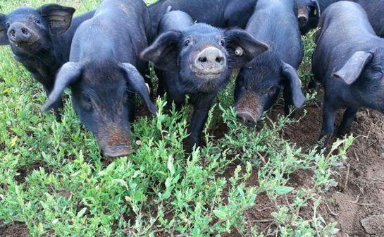 快乐的猪、跑步的猪，这三种方法养出来的猪肉每斤能卖到48元，3个生态养猪法打包全送给你