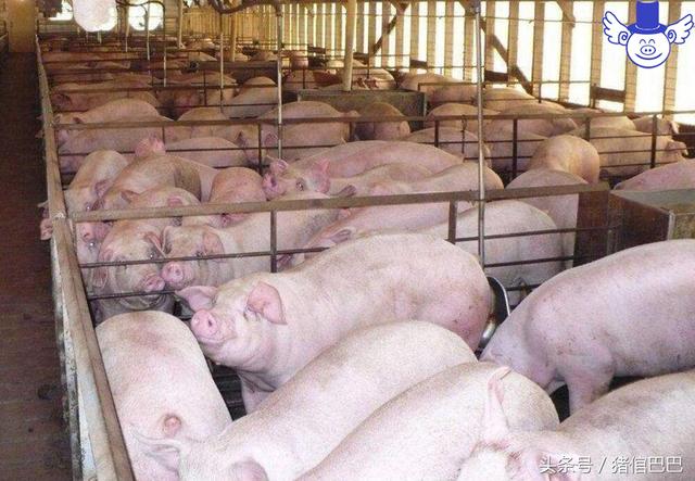 猪场消毒是有很多讲究的，流程走不对那就是白费功夫