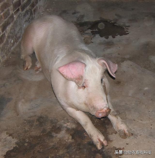 猪场10种常见疾病的症状以及用药防治方案
