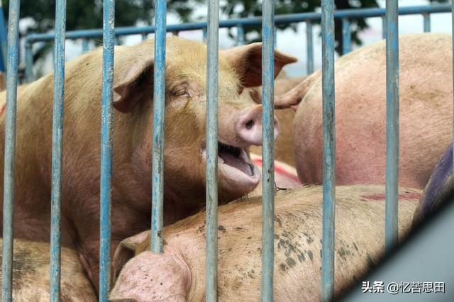 农村养猪一年赚了100万，一年不敢吃猪肉，还得罪亲朋好友