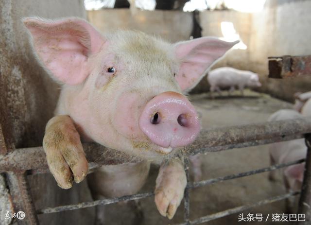 2017年国家生猪生产发展规划及养猪补贴最新标准