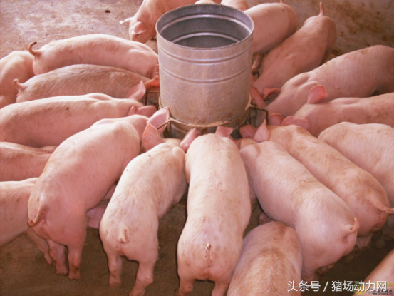 干料和湿料对生猪生分别有和影响，哪个能让小猪长得更快？