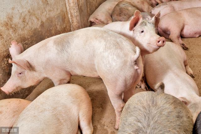 2020年猪价走势如何，看专家对单个季度的分析，养猪人：太好了