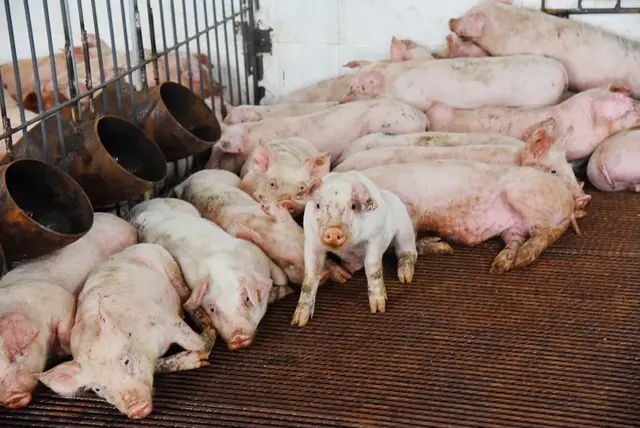 万州这个基地将养2500头生猪