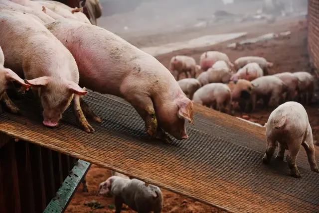 万州这个基地将养2500头生猪