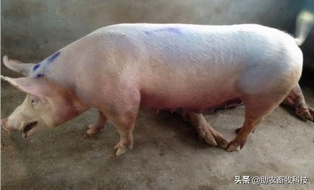 猪场10种常见疾病的症状以及用药防治方案