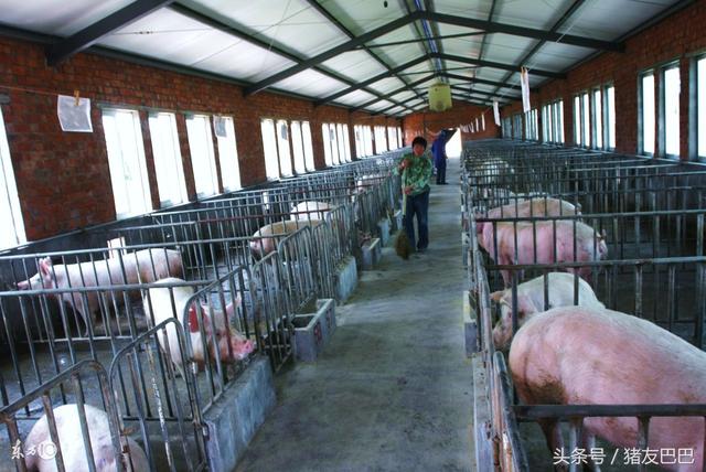 2017年国家生猪生产发展规划及养猪补贴最新标准