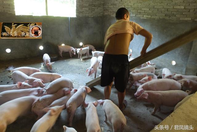 湖北宜昌：农民放弃进城打工，创办养猪场！照顾孩子，一举多得！