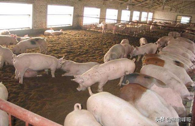 回乡创业养猪，农村养猪30头赚多少钱？