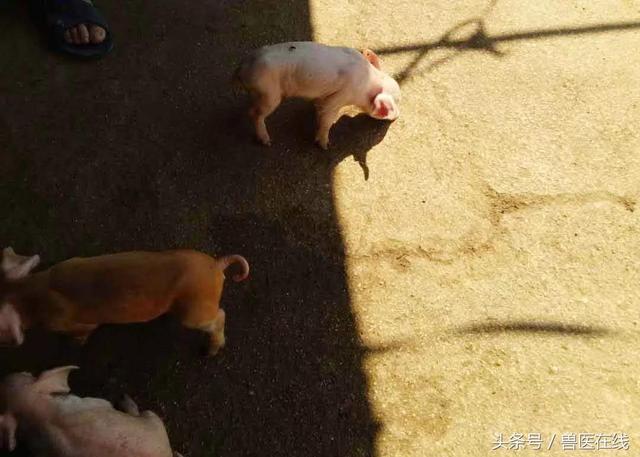 实际猪病案例分享｜河北卢龙养猪场病例分析