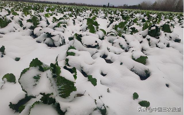 暴雪压塌蔬菜大棚、牛羊棚舍，农牧民损失较大，菜、肉要涨价吗？