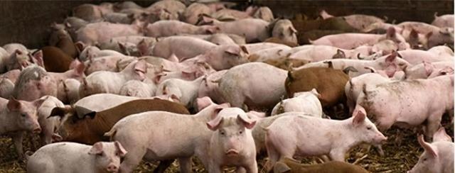 专家说污染大，禁止农民散户养殖生猪，欲加之罪何患无辞啊