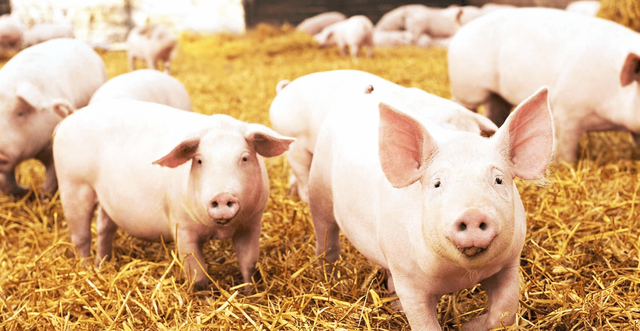 两宋时期，民间养猪业相当兴盛，是宋代商品经济发达的一个缩影