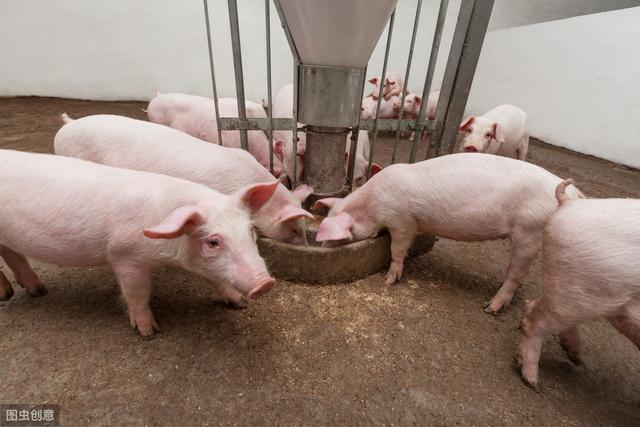酒糟喂猪需要注意什么？用法和用量不对可能导致猪中毒
