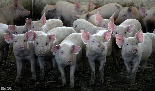 一母猪一年赚3、4万，为何养猪人依然建议别人别养猪？怕抢饭碗？