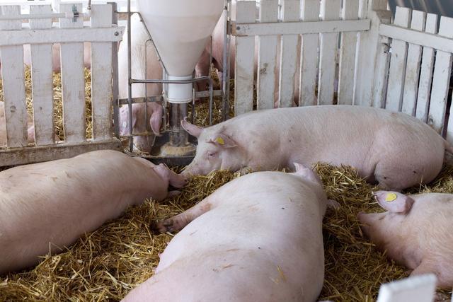 农村养猪散养户的新规定：养几头猪不违法？官方解答来了