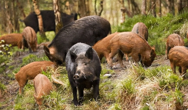 两宋时期，民间养猪业相当兴盛，是宋代商品经济发达的一个缩影