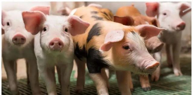 预见2024，养猪行业十大预测