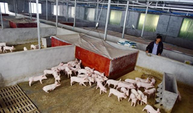 专家说污染大，禁止农民散户养殖生猪，欲加之罪何患无辞啊