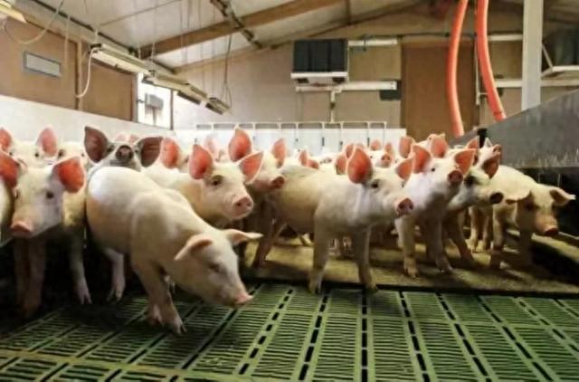 农村兴起新型养猪模式，养猪“不再”亏钱，还解决了食品安全问题