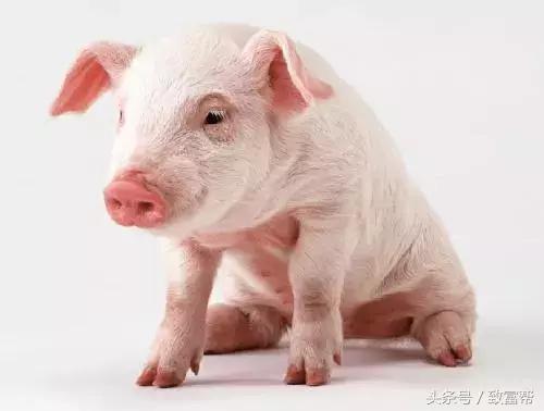 生猪养殖，哪个品种价值更高，一文读懂！