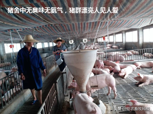 水泡粪养猪规模猪场解决氨气和粪污资源化新技术