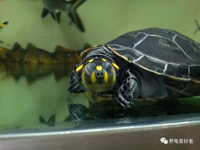 适合家里鱼缸深水养的龟种类，以及它们的优缺点