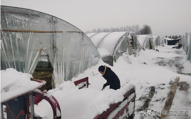 暴雪压塌蔬菜大棚、牛羊棚舍，农牧民损失较大，菜、肉要涨价吗？