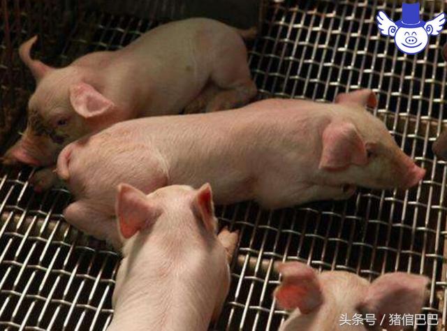 四个降低养猪污染的科学方法，懂得这些你就能坦然面对强拆！
