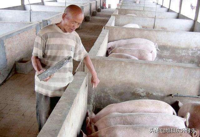 在农村养猪，15万元的投资，能养多少头？
