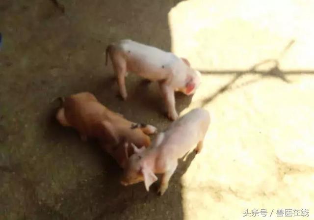 实际猪病案例分享｜河北卢龙养猪场病例分析