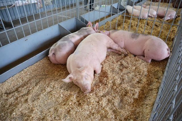 农村养猪的诀窍，低成本高效养猪技术，值得养猪户收藏！
