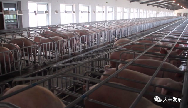 “公司+农户”抱团养猪，一年利润70万+