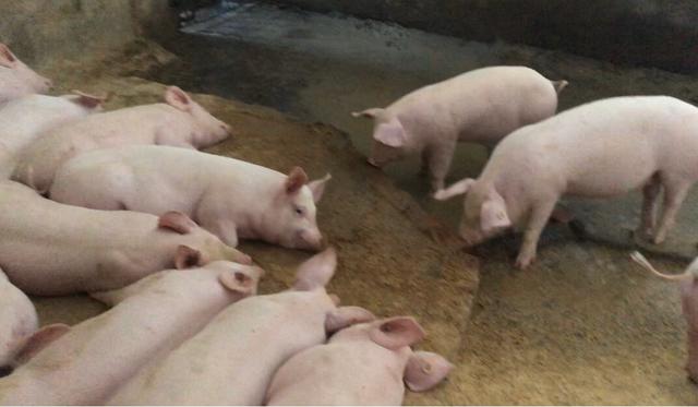 重奖之下，苏州如何复产生猪，新增9家万头猪场，苏北建域外基地