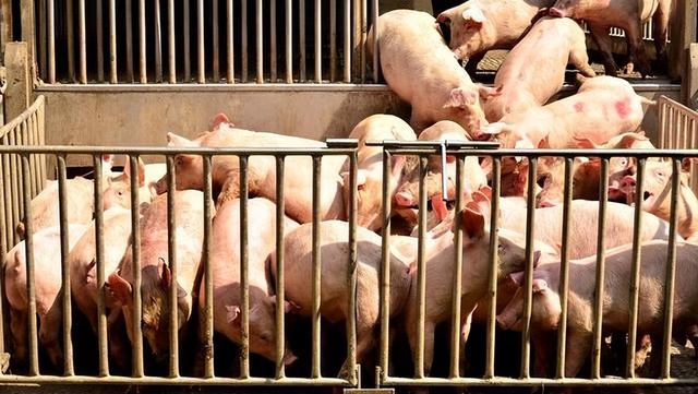温氏利润大涨139%！去年一头猪可赚540元，养猪还是有赚头？