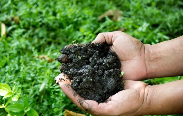 何为富碳农业？一文读懂二氧化碳掀起的“绿色革命”
