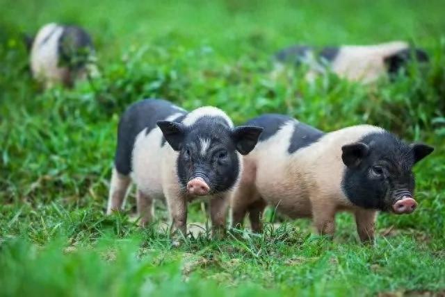 养猪的这四大政策，你知道吗？