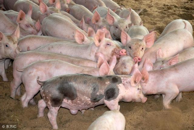 养猪经营者需要具备的条件和能力