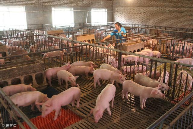 养猪经营者需要具备的条件和能力