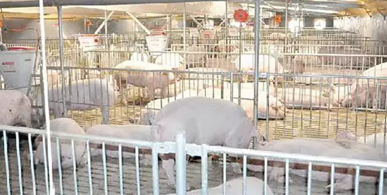 河南首富：从22头猪到2239亿上市公司，27年养猪成就1173亿身家