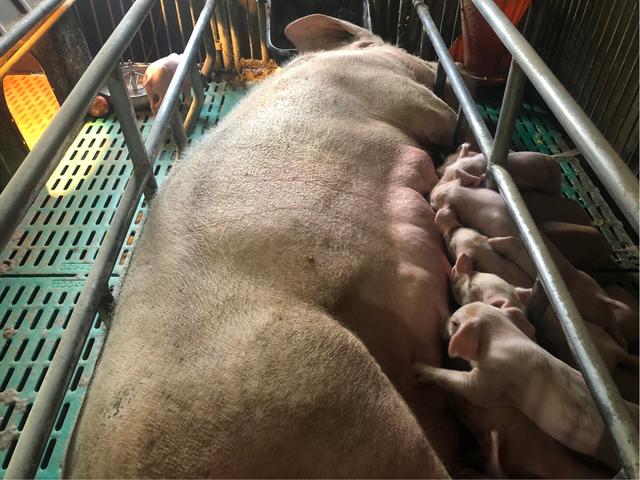 重奖之下，苏州如何复产生猪，新增9家万头猪场，苏北建域外基地