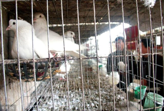 生态农庄利用鸽粪发酵喂猪饲料的技术方法