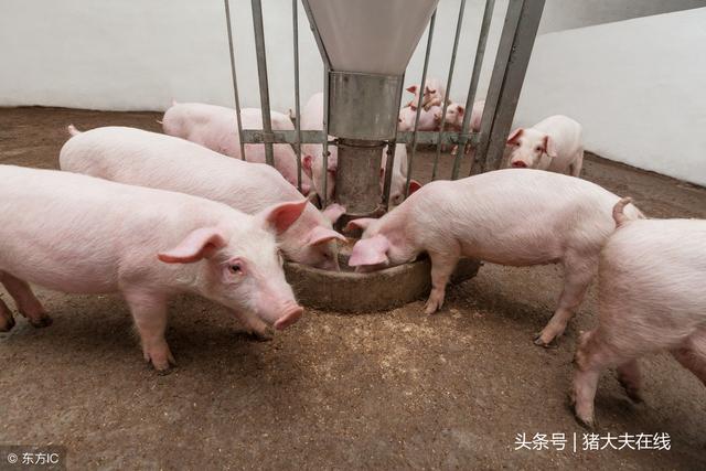 猪场管理6大妙招，据说聪明的养猪人都在用！