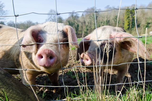 农村养猪散养户的新规定：养几头猪不违法？官方解答来了