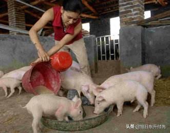在农村养猪，15万元的投资，能养多少头？