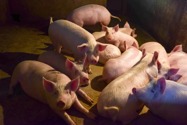 农村养猪的诀窍，低成本高效养猪技术，值得养猪户收藏！