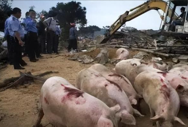 南平猪场错拆案迎反转，养猪人被控“三宗罪”，40万损失无人兜底